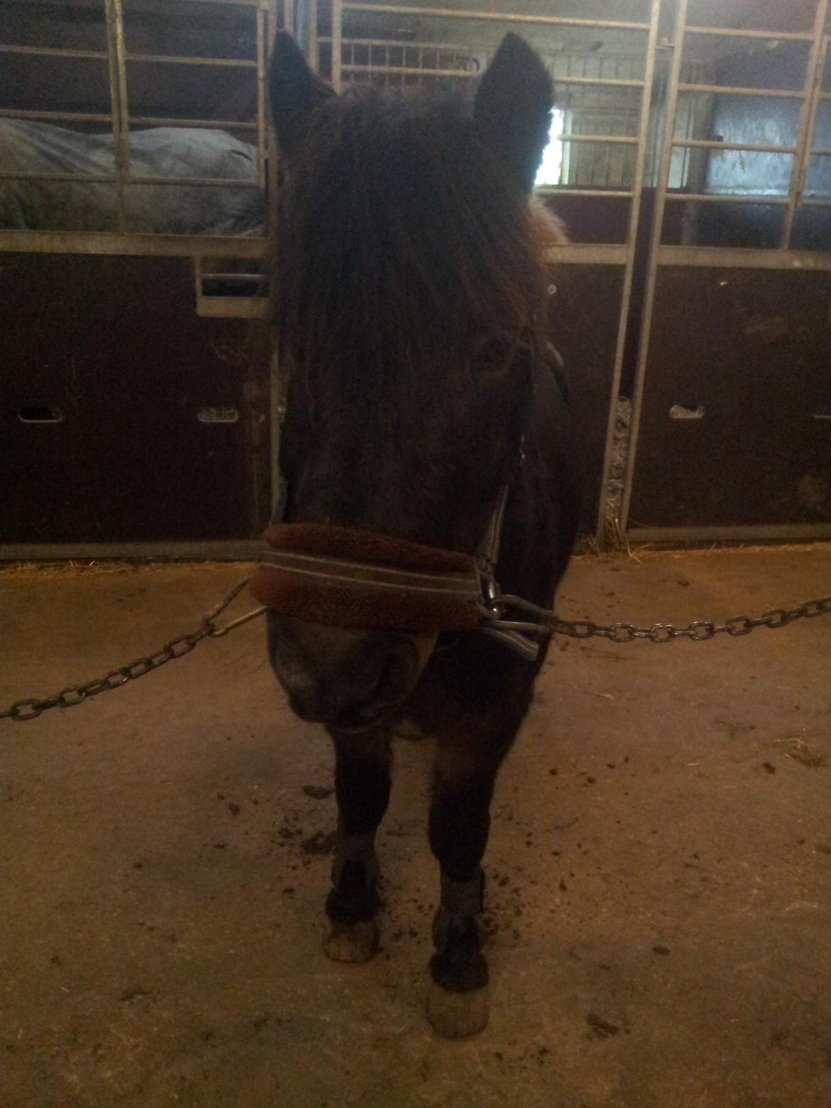 Dartmoor Charlie? (min part) billede 15