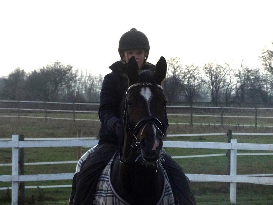 Dansk Varmblod Quanta La Mera Kilen - min smukke baby  billede 10