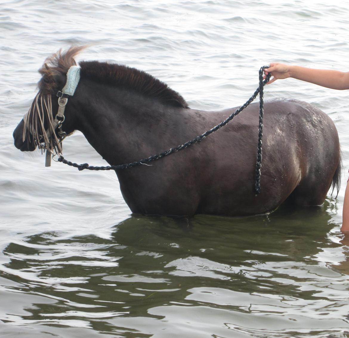 Anden særlig race Sigge billede 8