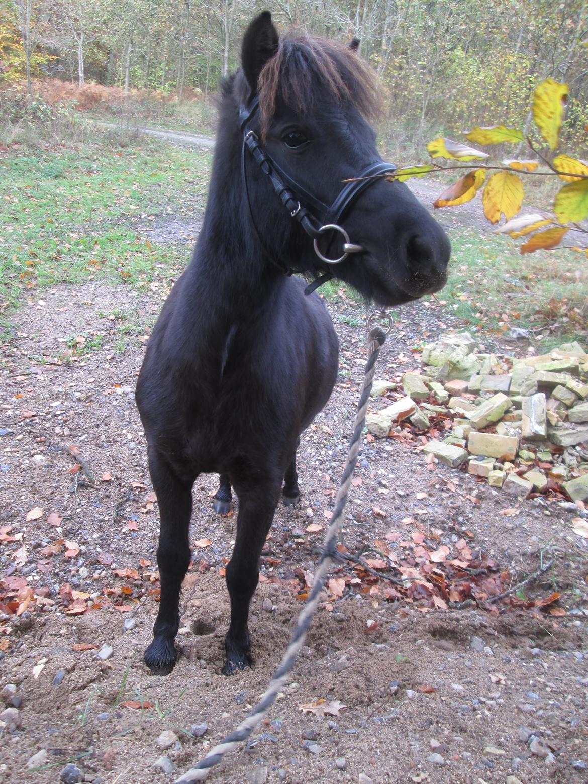 Anden særlig race Sigge billede 7