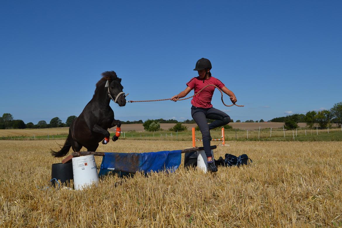 Anden særlig race Sigge billede 2