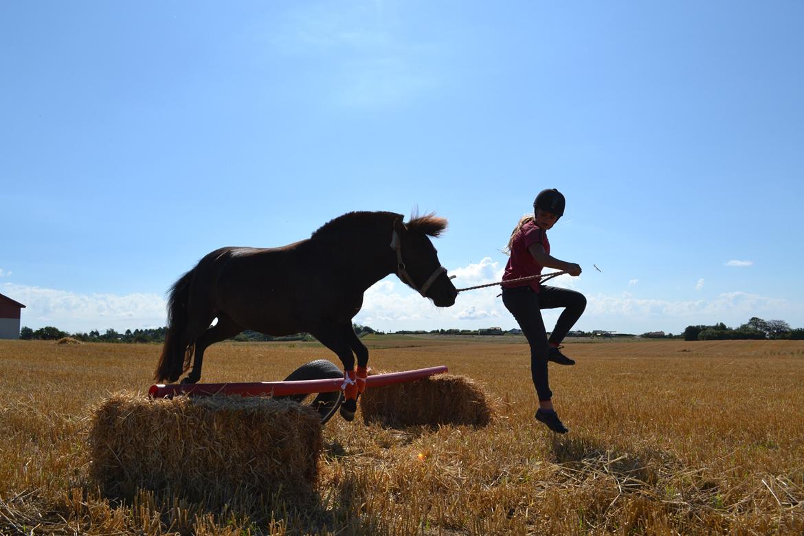 Anden særlig race Sigge billede 3