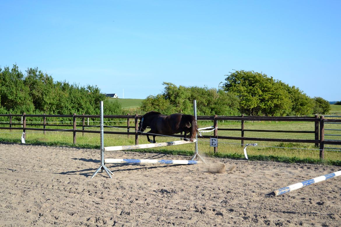 Anden særlig race Sigge billede 4