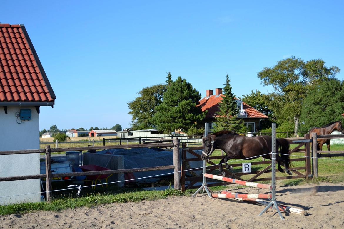 Anden særlig race Sigge billede 5