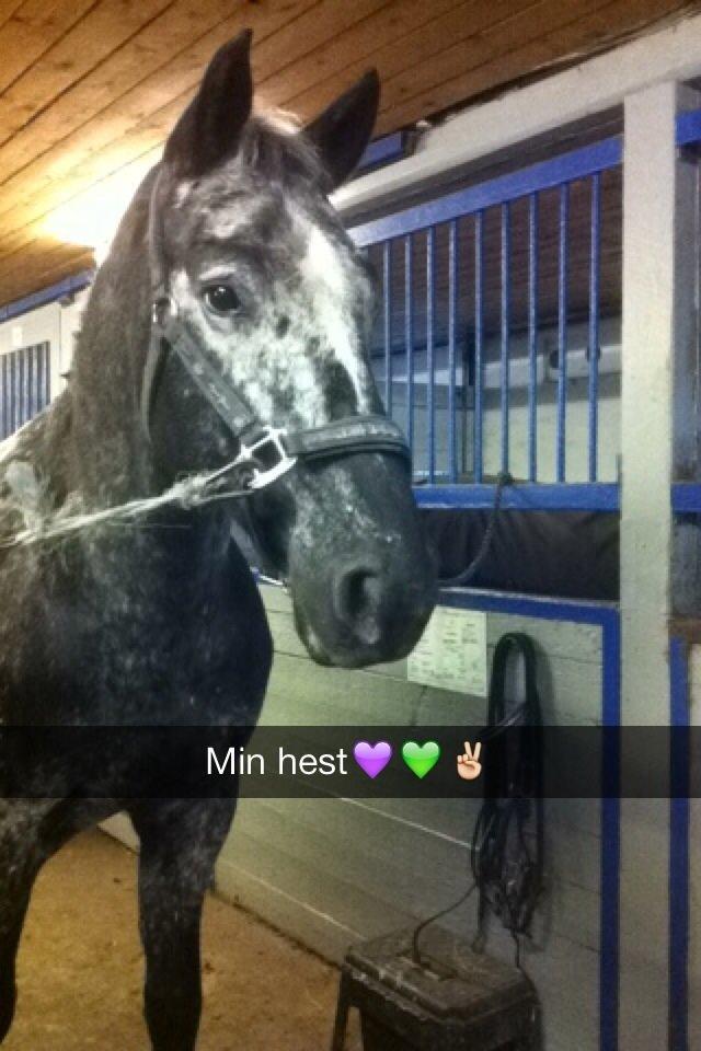 Knabstrupper Jollys Do You Feel Lucky - Min hest!<3 billede 9