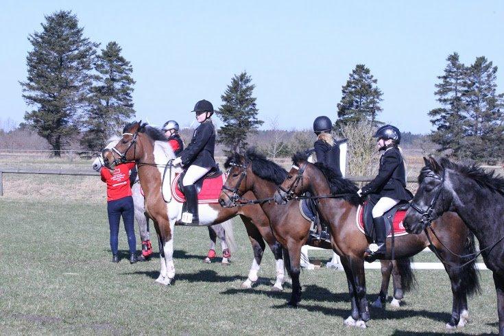 Anden særlig race Magic Rainbow billede 15