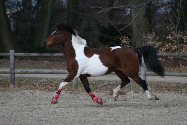 Anden særlig race Magic Rainbow billede 17