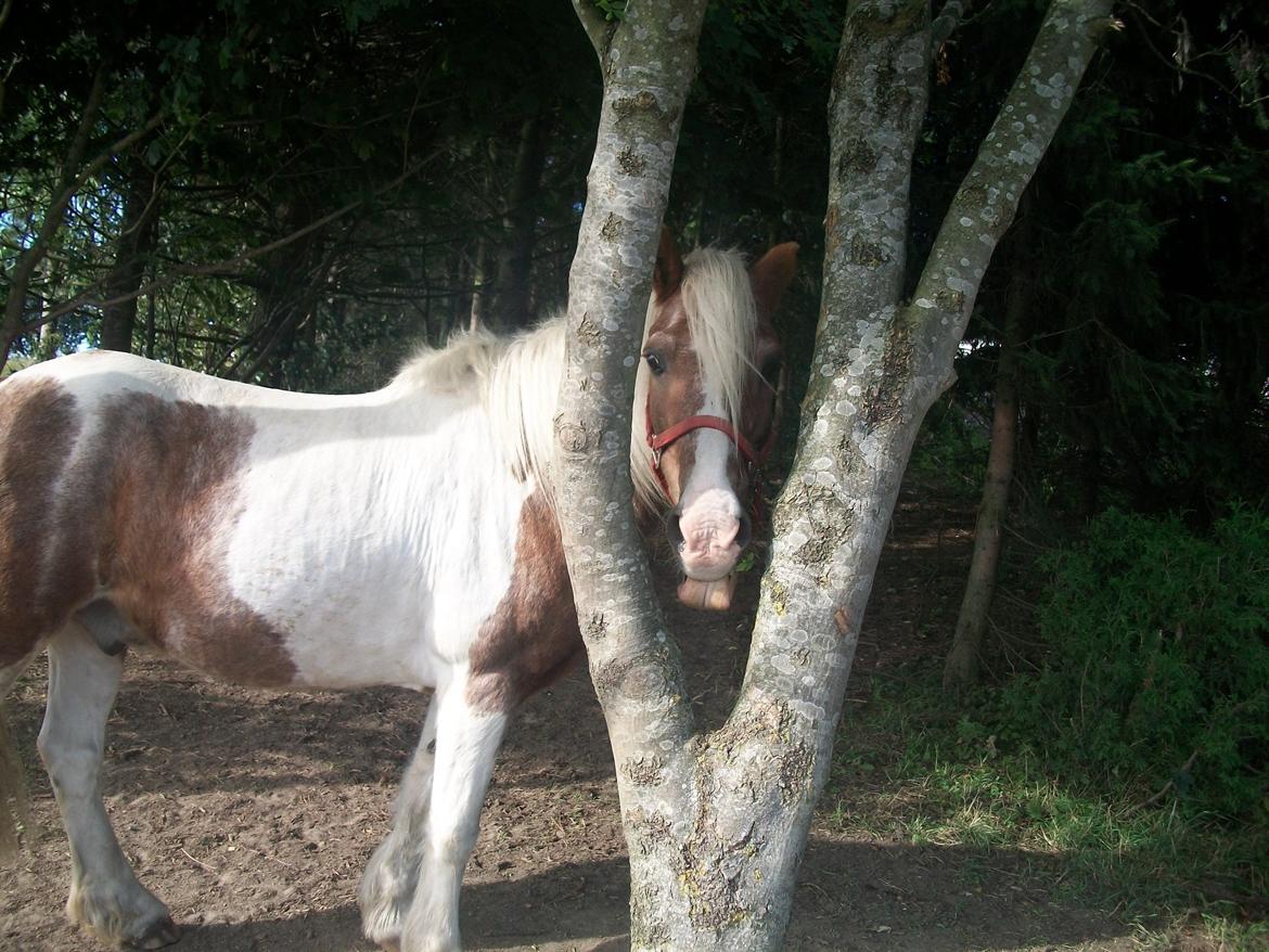 Anden særlig race Nikolaj billede 2