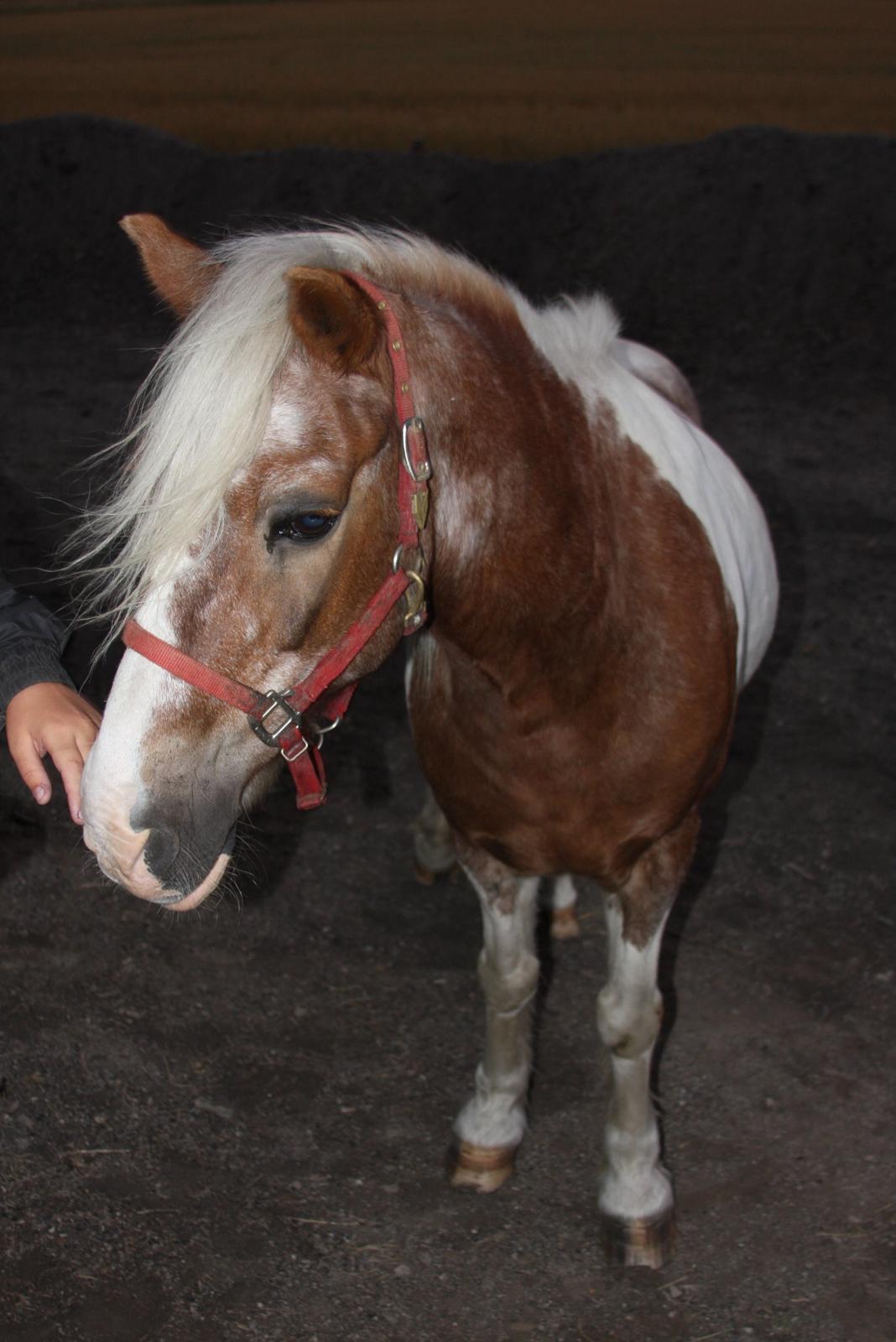 Anden særlig race Nikolaj billede 3