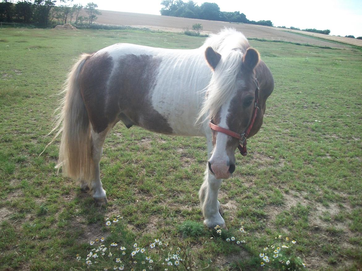 Anden særlig race Nikolaj billede 5