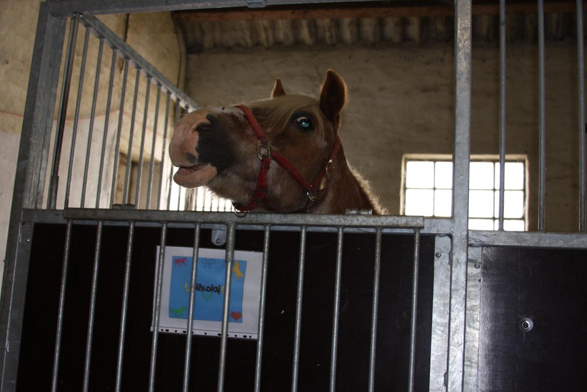 Anden særlig race Nikolaj billede 6