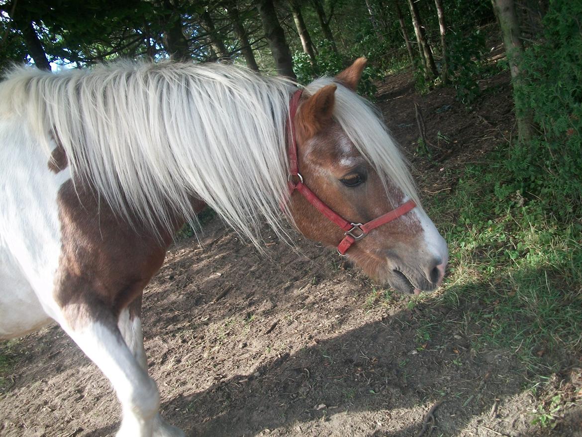 Anden særlig race Nikolaj billede 7
