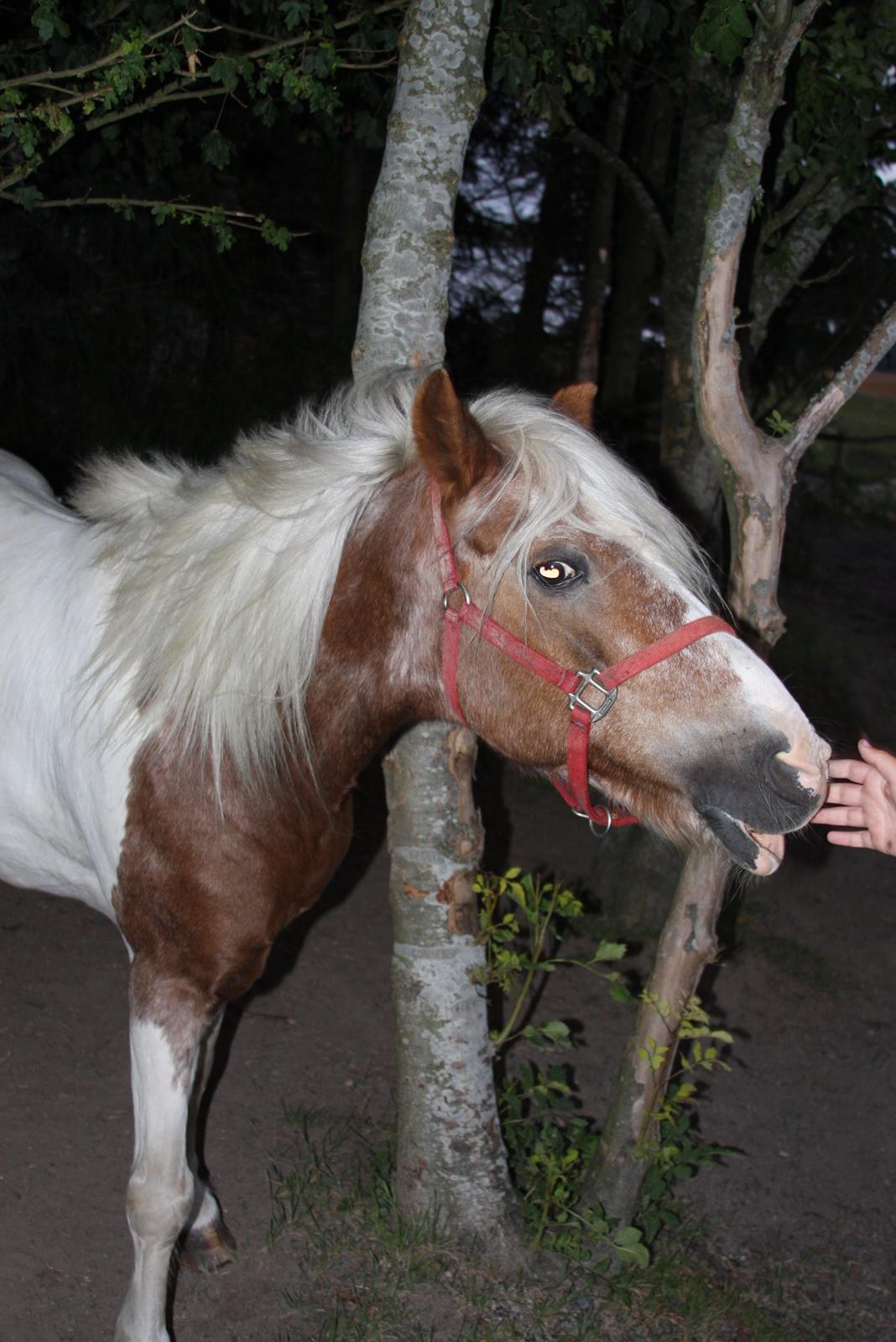 Anden særlig race Nikolaj billede 8