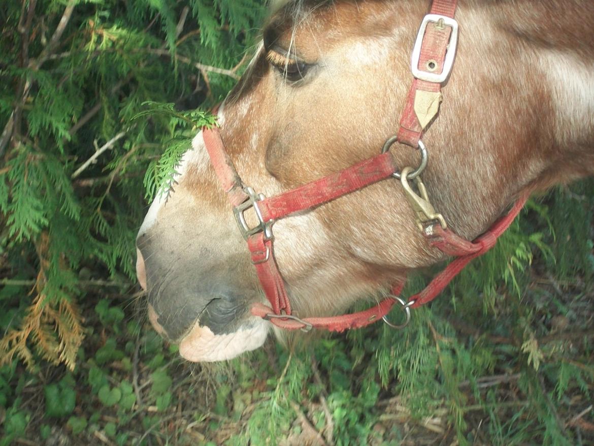 Anden særlig race Nikolaj billede 9
