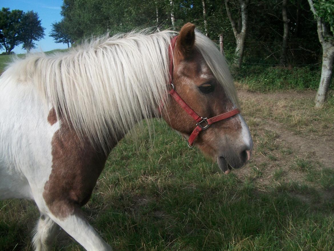 Anden særlig race Nikolaj billede 10