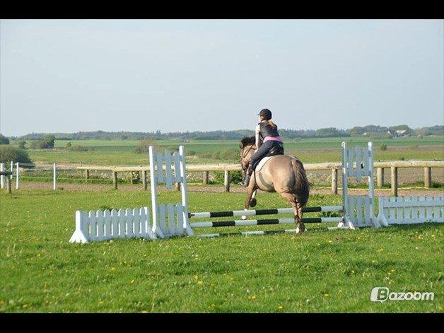 Konik Polski Carlo - Maiken og Carlo til springundervisning. Foto: Pernille R billede 13