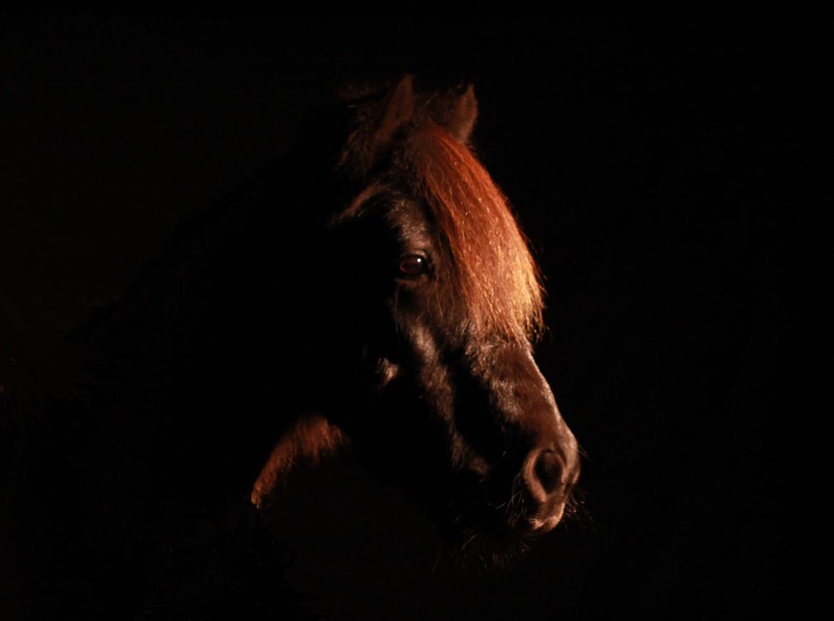 Anden særlig race Iceman - Velkommen til Icemans profil :-) billede 1