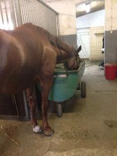 Hollandsk Varmblod Whitney billede 20