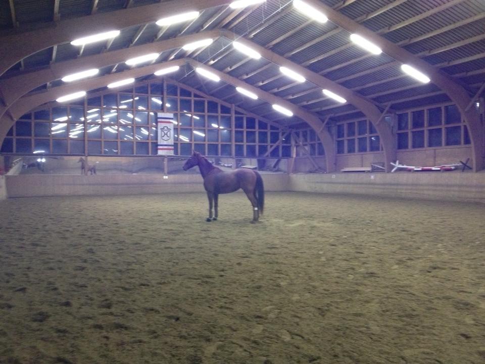 Hollandsk Varmblod Whitney billede 21