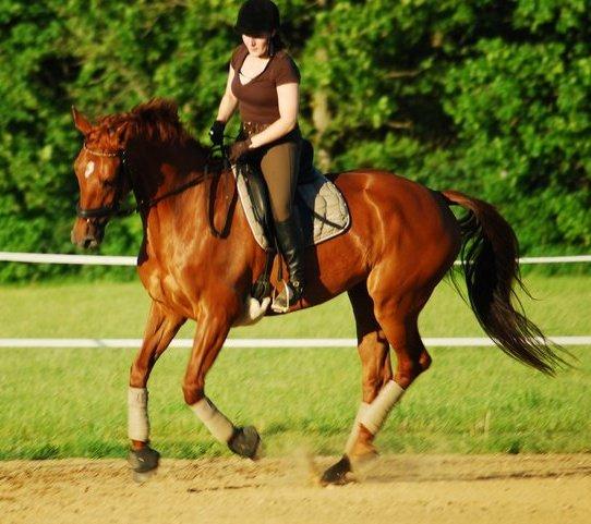 Hollandsk Varmblod Whitney billede 1