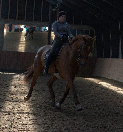 Hollandsk Varmblod Whitney billede 22