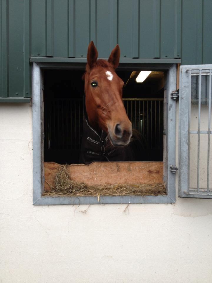 Hollandsk Varmblod Whitney billede 23