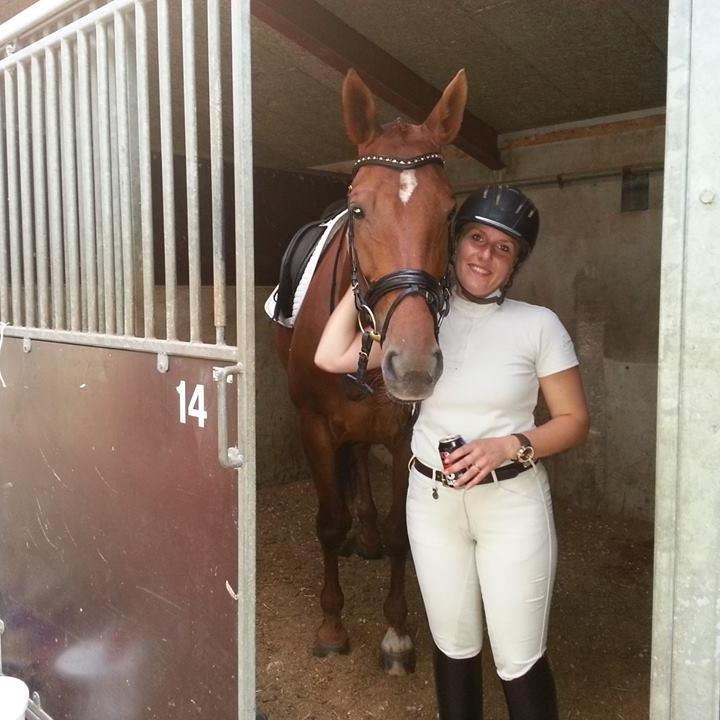 Hollandsk Varmblod Whitney billede 24