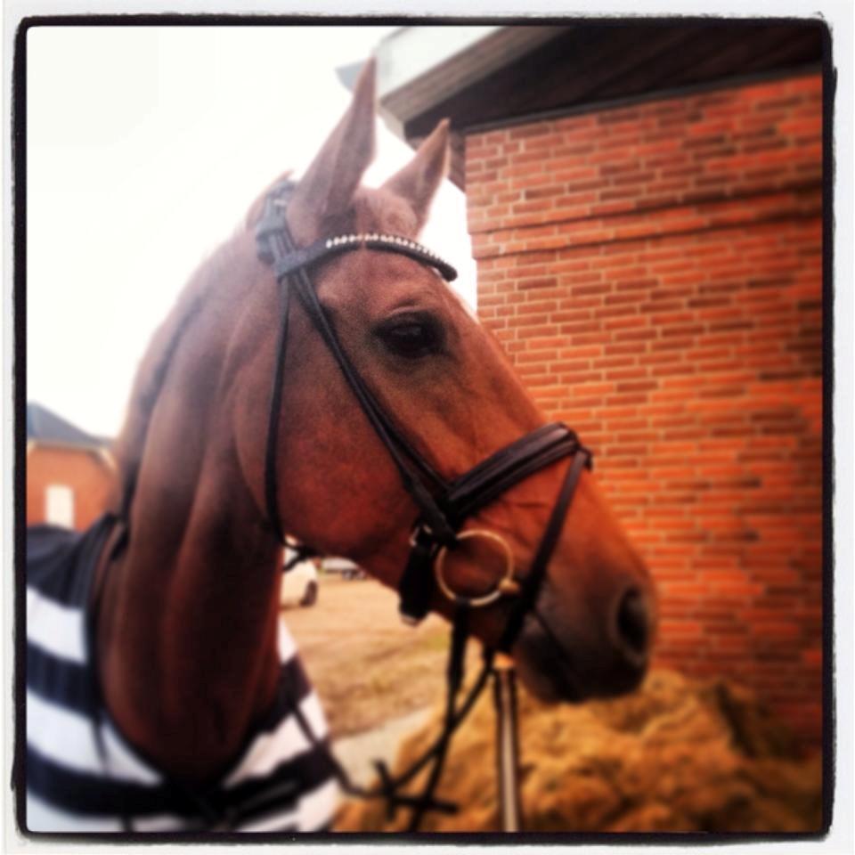 Hollandsk Varmblod Whitney billede 4