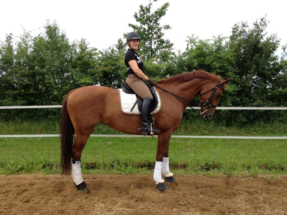 Hollandsk Varmblod Whitney billede 25