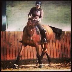 Hollandsk Varmblod Whitney billede 26