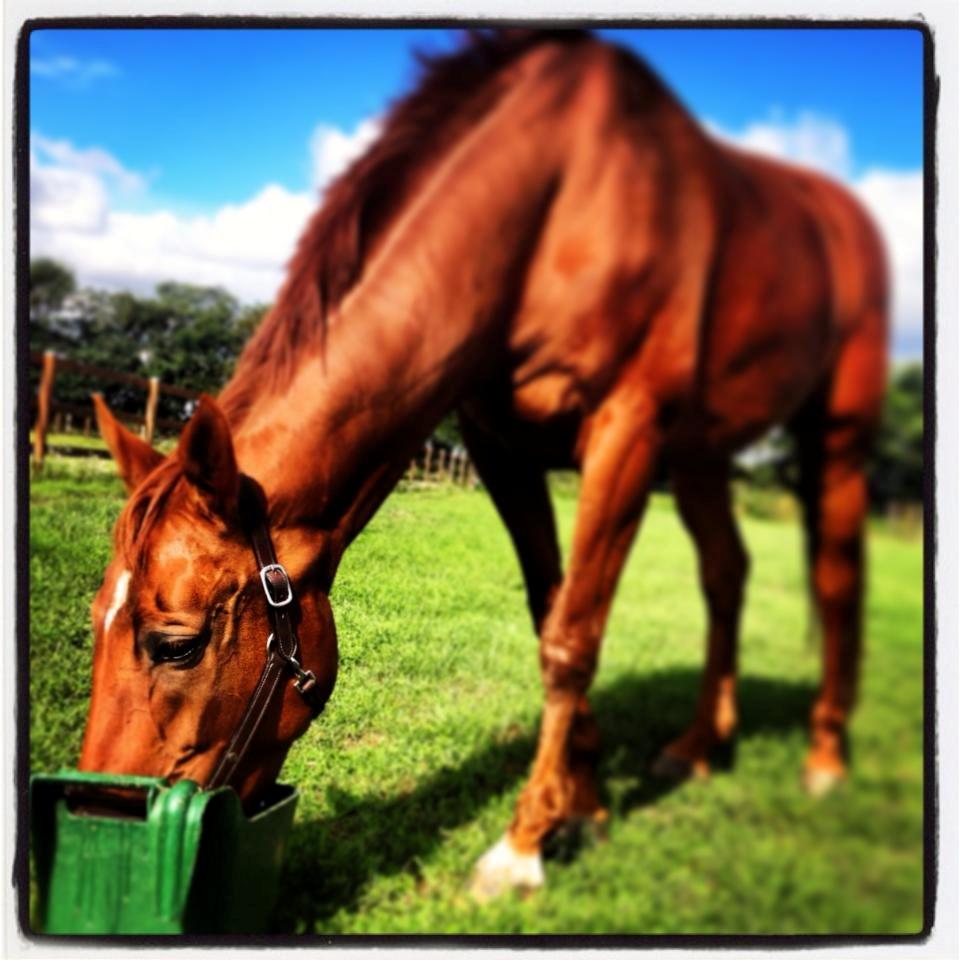 Hollandsk Varmblod Whitney billede 27