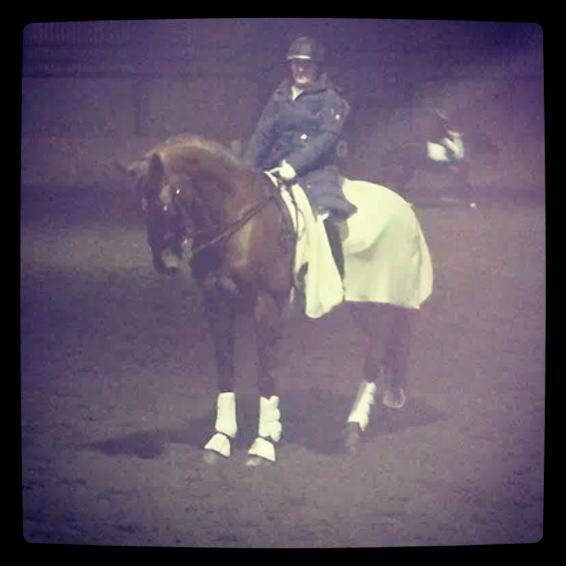 Hollandsk Varmblod Whitney billede 28