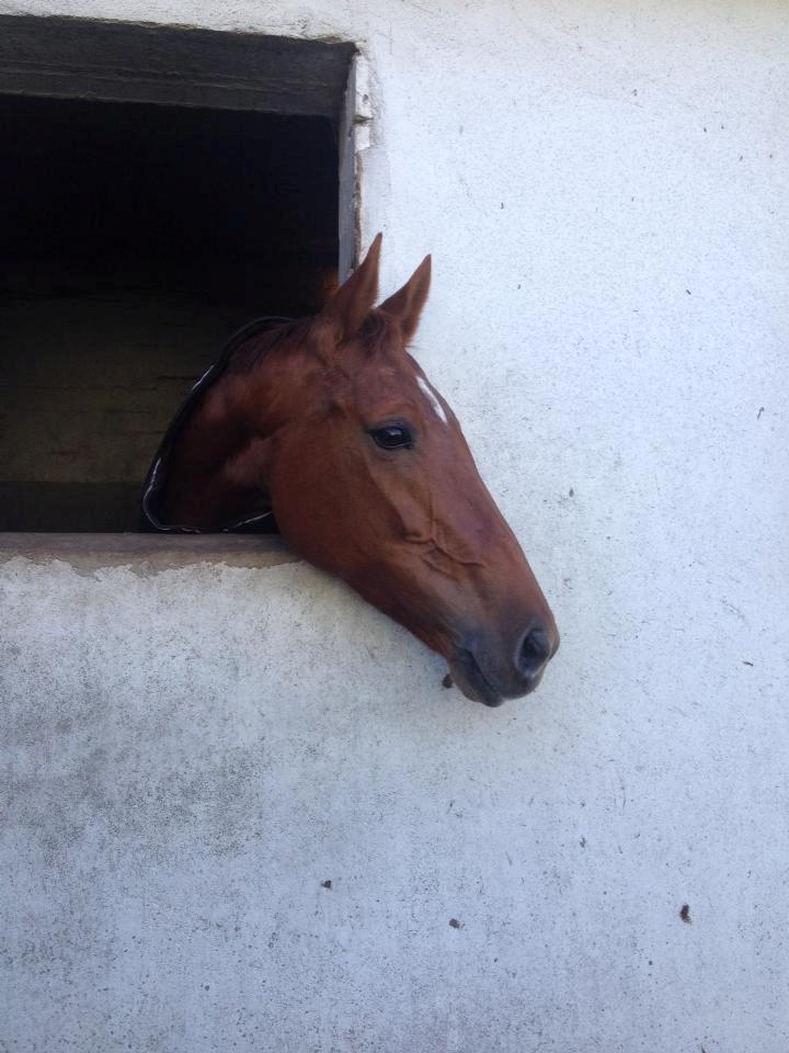 Hollandsk Varmblod Whitney billede 29