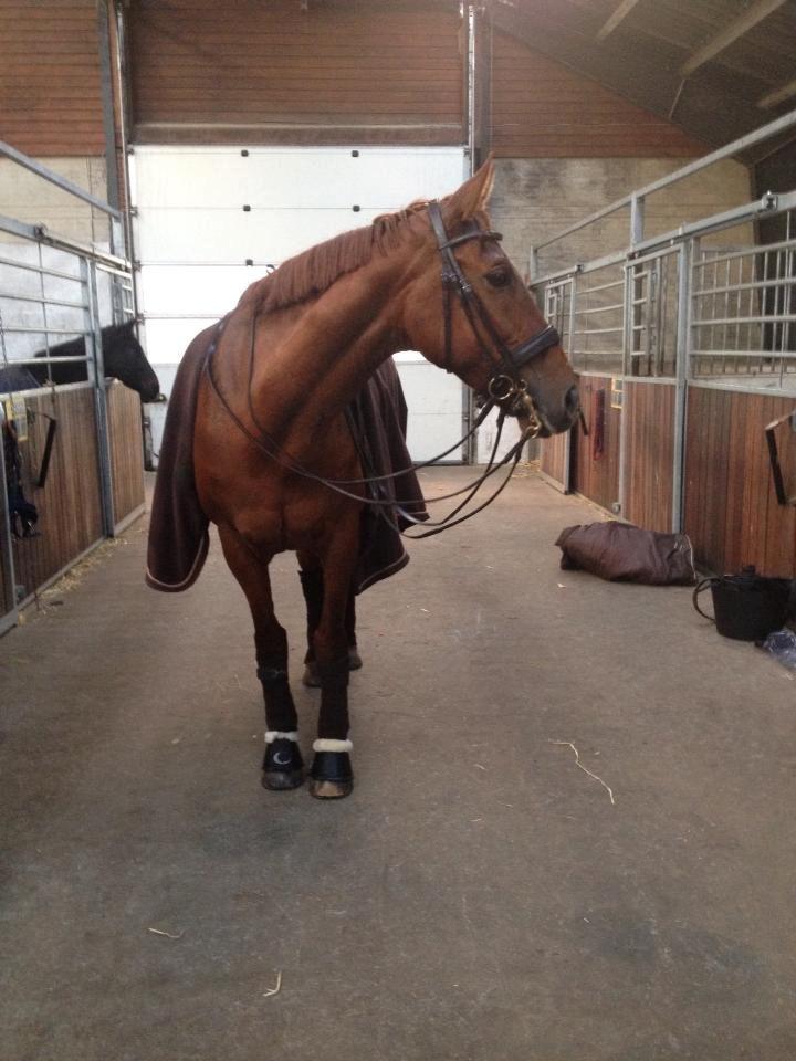 Hollandsk Varmblod Whitney billede 30