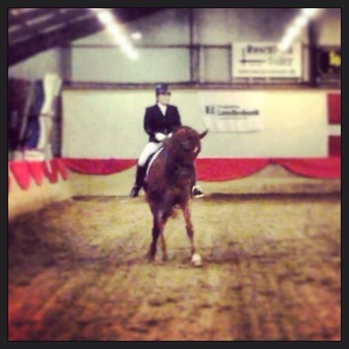 Hollandsk Varmblod Whitney billede 31