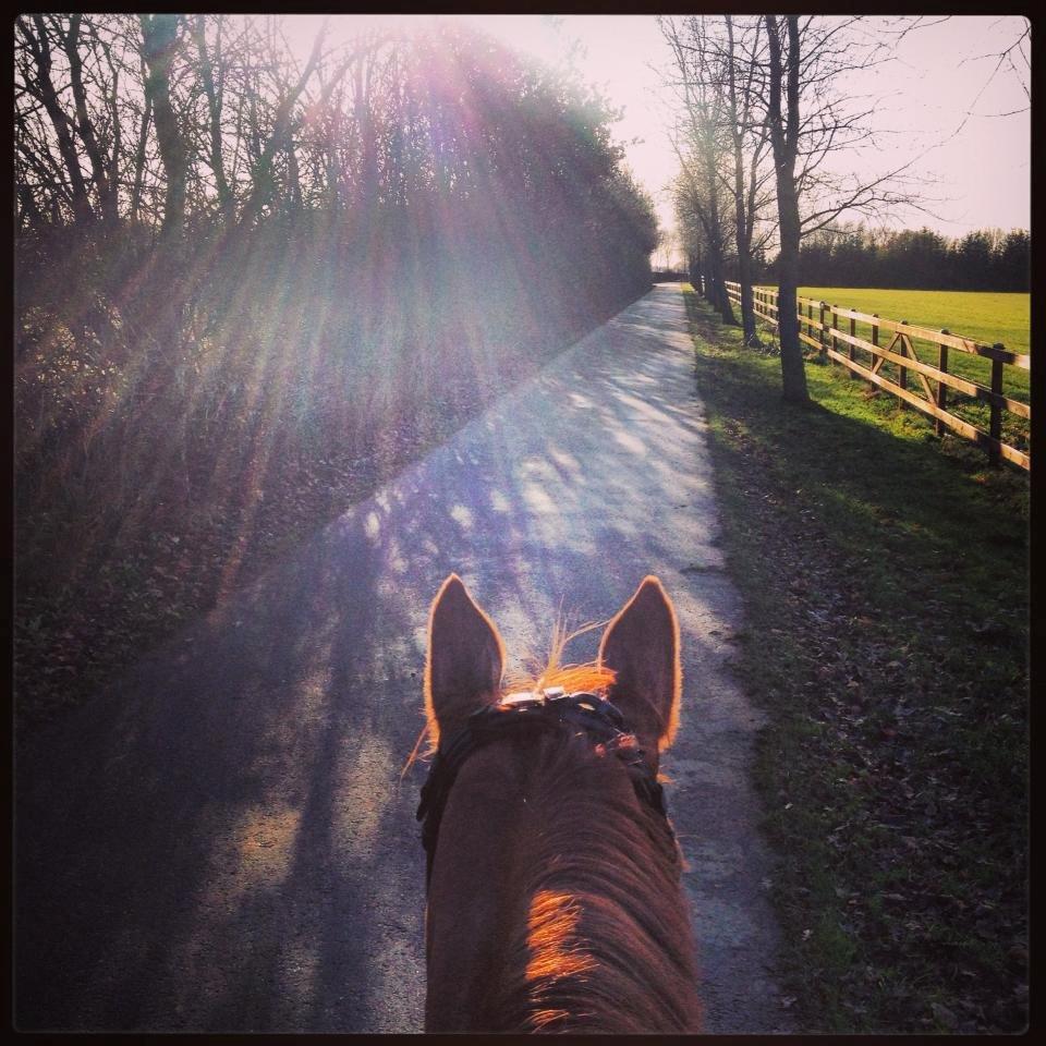 Hollandsk Varmblod Whitney billede 32