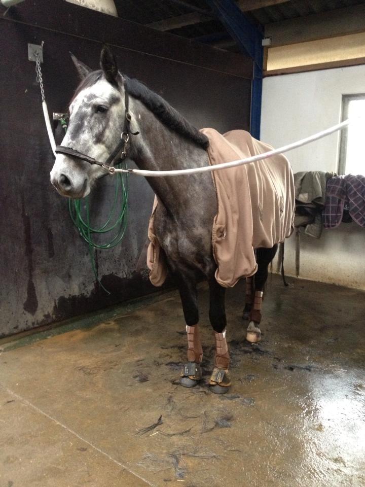 Anden særlig race Bjøslevsgaards Santana billede 14