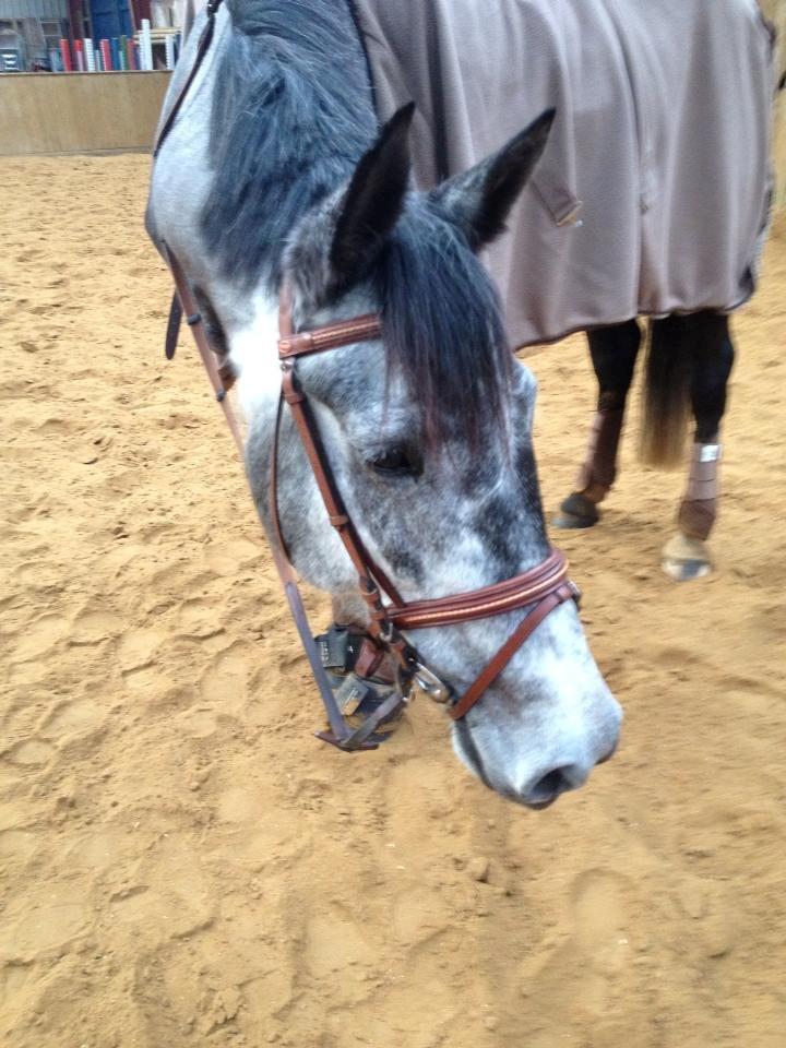 Anden særlig race Bjøslevsgaards Santana billede 15