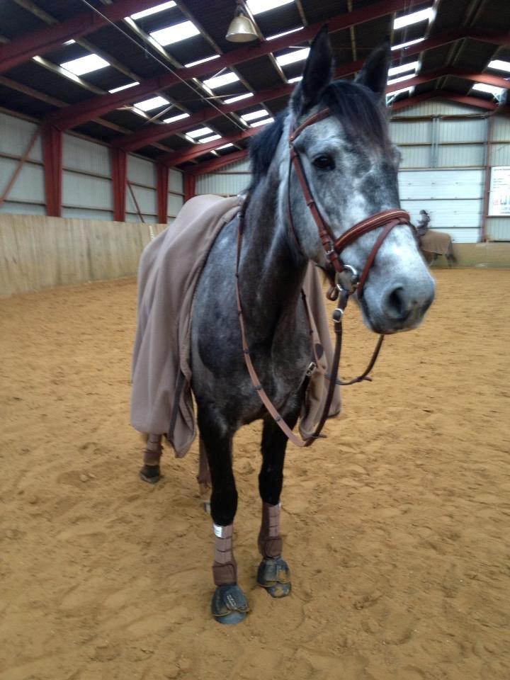 Anden særlig race Bjøslevsgaards Santana billede 16