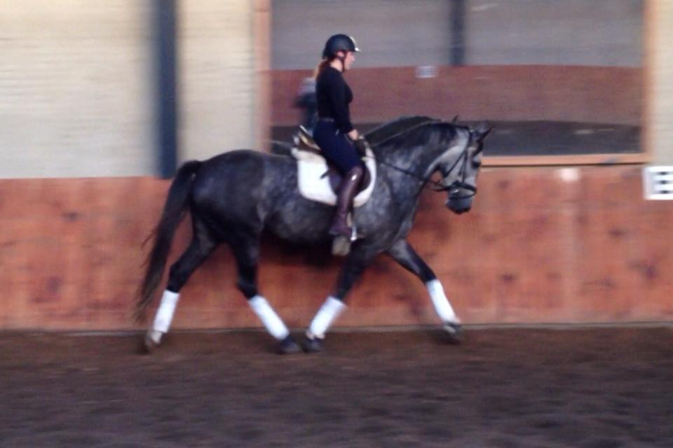 Anden særlig race Bjøslevsgaards Santana billede 1