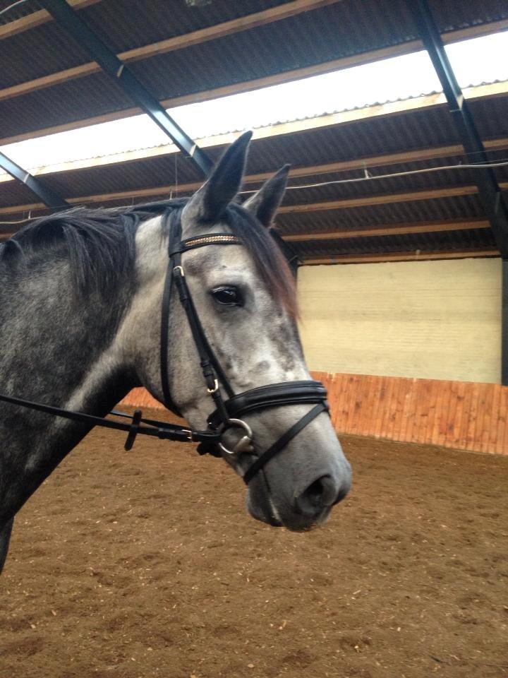 Anden særlig race Bjøslevsgaards Santana billede 18