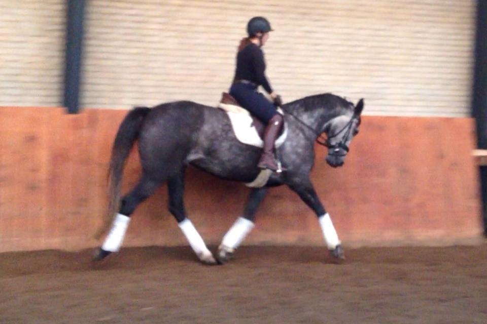 Anden særlig race Bjøslevsgaards Santana billede 19