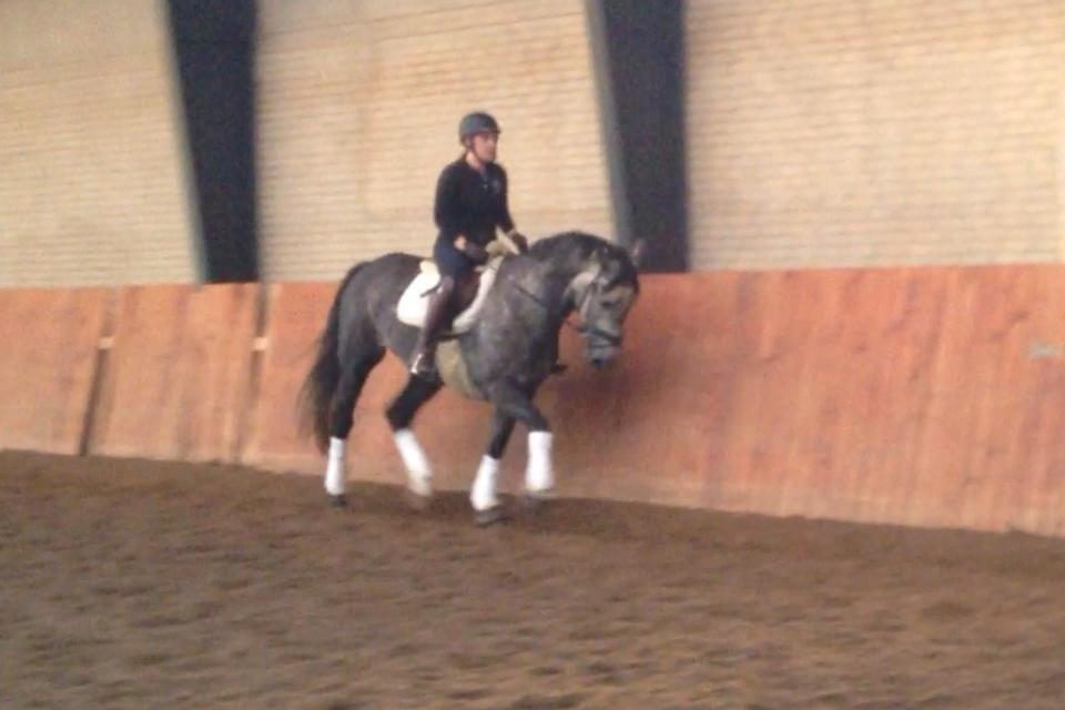 Anden særlig race Bjøslevsgaards Santana billede 20