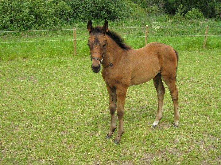 Dansk Varmblod José af Granly billede 7