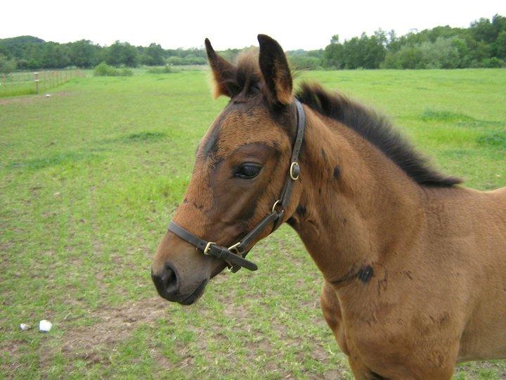 Dansk Varmblod José af Granly billede 8
