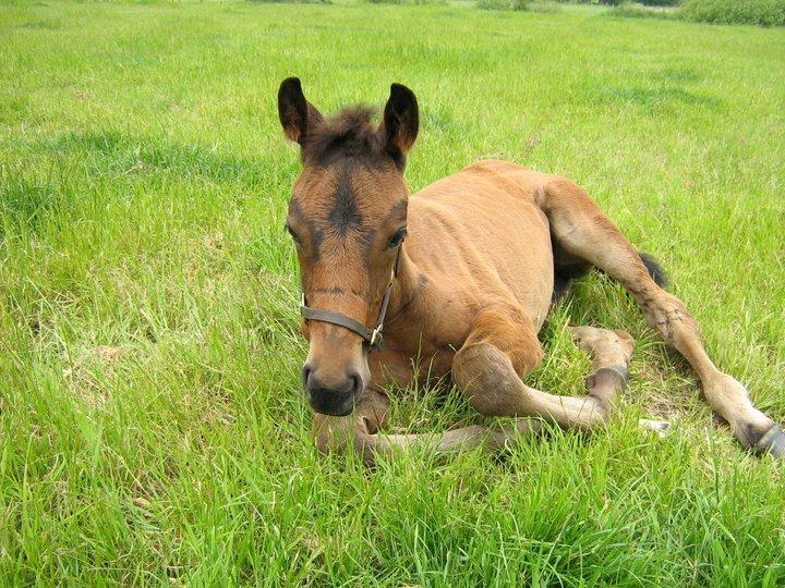 Dansk Varmblod José af Granly billede 9