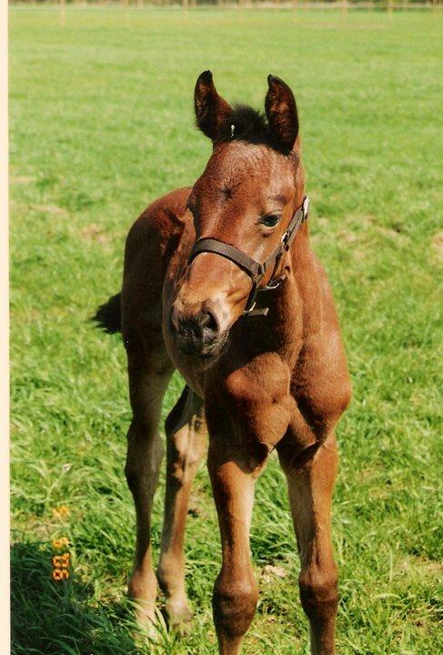 Dansk Varmblod José af Granly billede 10
