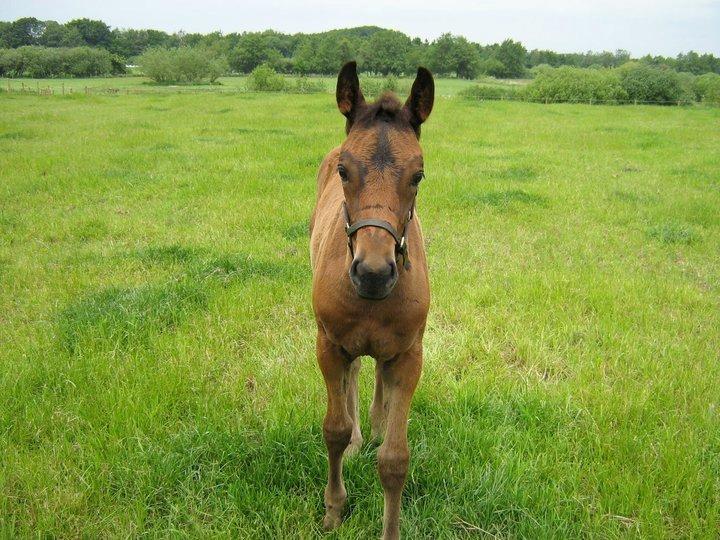 Dansk Varmblod José af Granly billede 11