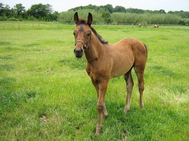 Dansk Varmblod José af Granly billede 12