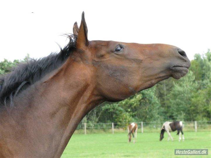 Dansk Varmblod José af Granly billede 6